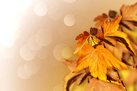 background_from_autumn_leaves_200102